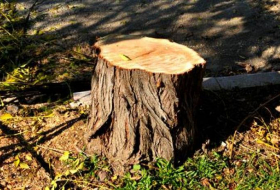Qanunsuz ağac kəsilməsi faktı araşdırılıb