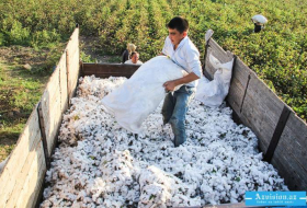 Ölkədə 172 min ton pambıq yığılıb