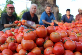 Rusiya Türkiyədən pomidor idxalını artırır