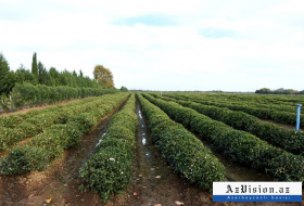 İki ayda Azərbaycan 229 ton çay ixrac edib