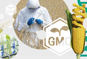  GMO mübahisəsi:  Öldürmür, sağaldırmış!    