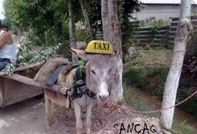 Eşşəyə taksi kimi minirlər- FOTO